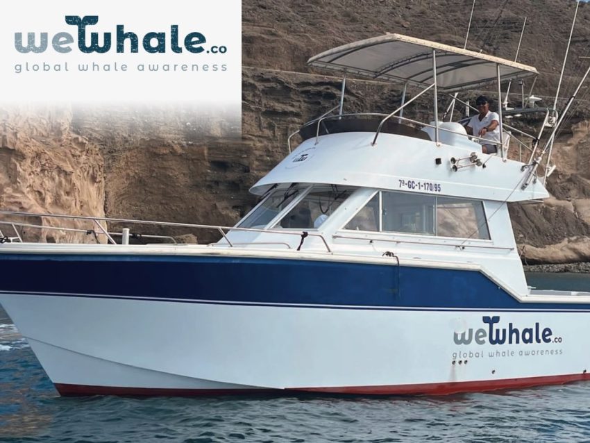 wewhale avistamiento de delfines en gran canaria